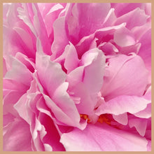 Load image into Gallery viewer, Peony &amp; Blush Suede Botanical Single Dome Wax Melt
